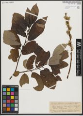 Foto von Salix medemii Boiss.